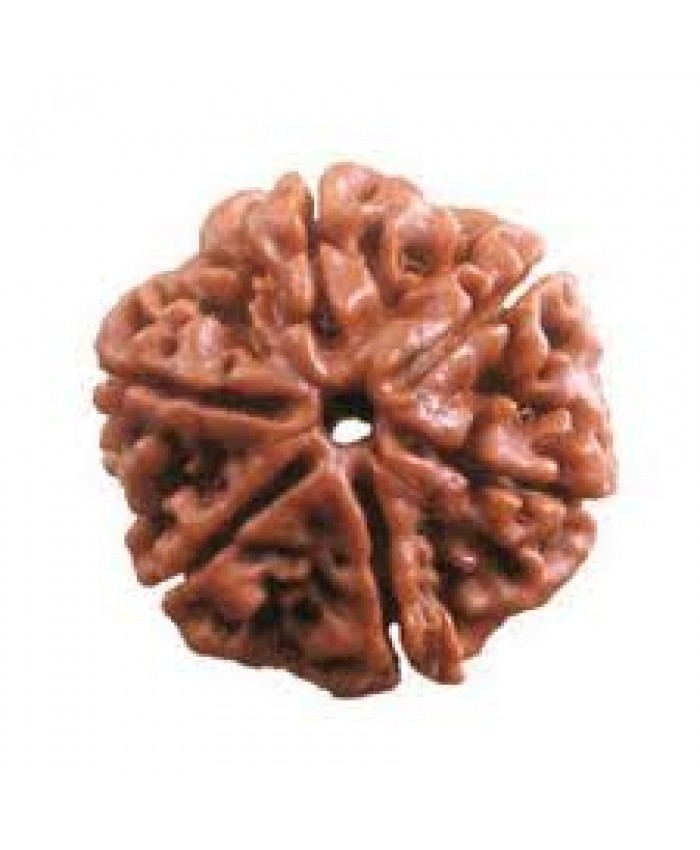 6 Mukhi Rudraksha